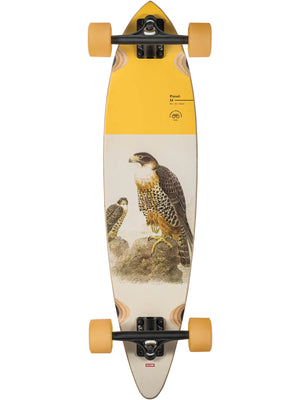 Globe Pintail Falcon