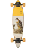 Globe Pintail Falcon